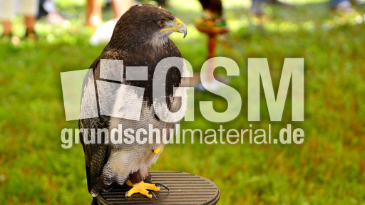 Kordillerenadler (1).jpg